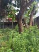 Land for Sale in Katuwapitiya ( Danawardana Garden)