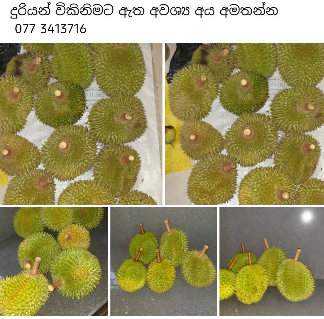 දුරියන් විකිනිමට ඇත