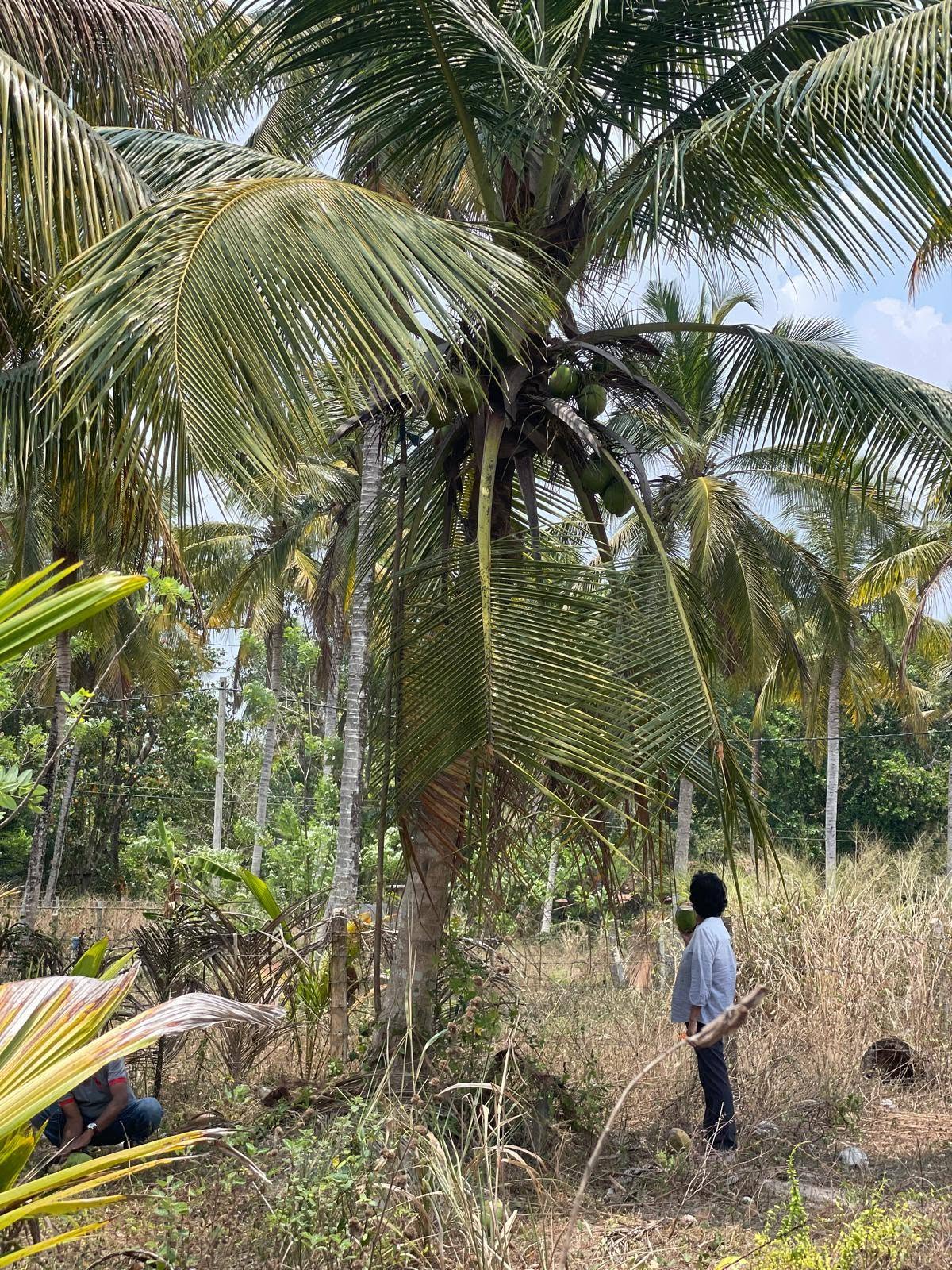 දිවුලපිටියෙන් අගනා පර්චස් 10ක ඉඩමක් විකිණීමට!