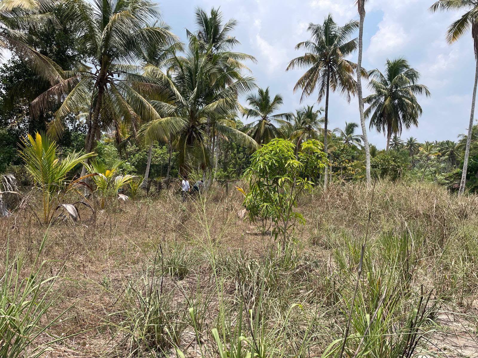 දිවුලපිටියෙන් අගනා පර්චස් 10ක ඉඩමක් විකිණීමට!