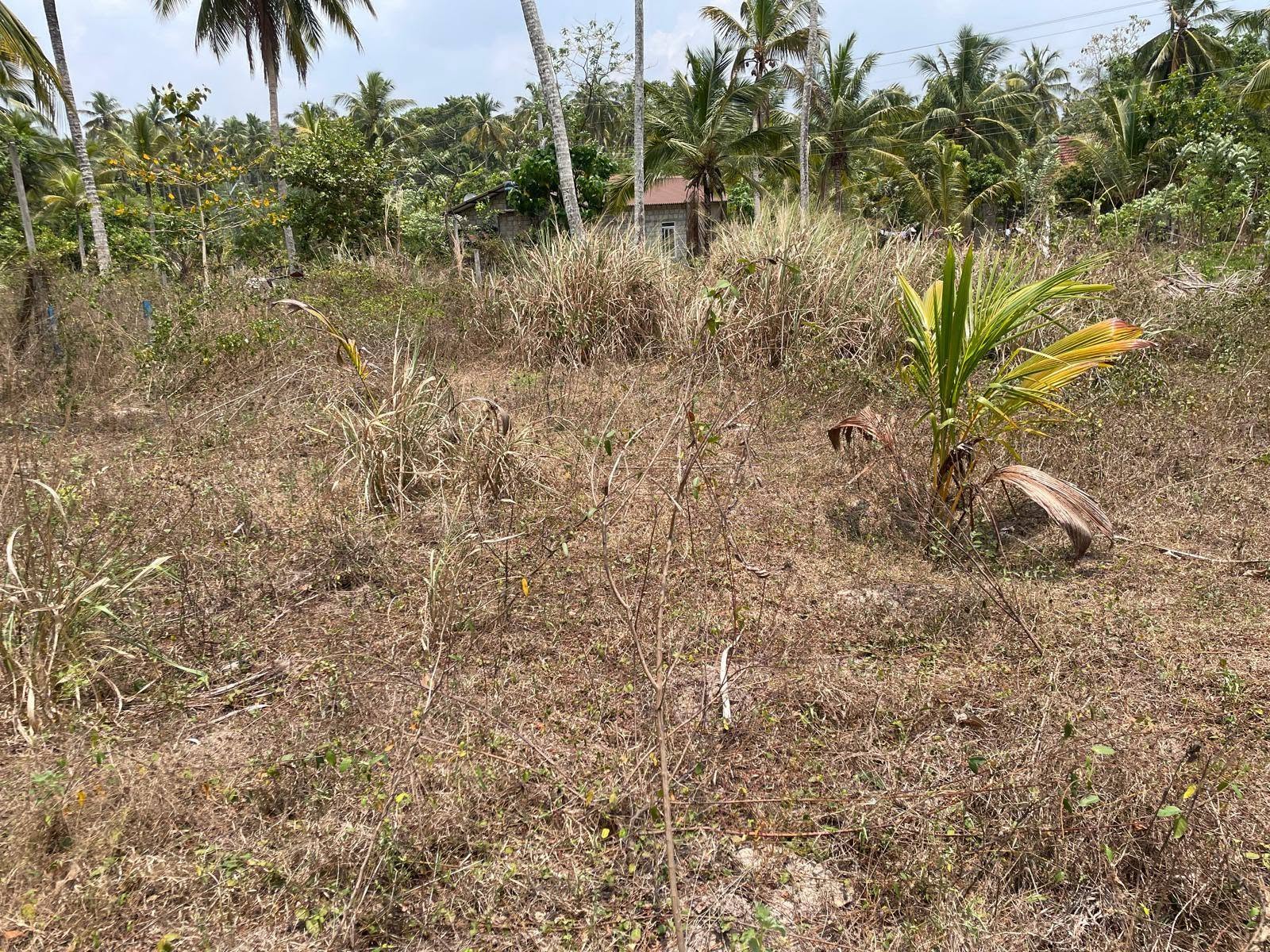 දිවුලපිටියෙන් අගනා පර්චස් 10ක ඉඩමක් විකිණීමට!