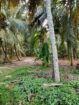 මාරවිල කුරුසපල්ලිය පාරේ පිහිටි පර්චස් 62ක් වන මෙම අගනා පොල් ඉඩම විකිනීමට ඇත සියලු පහසුකම් සහිතයි.