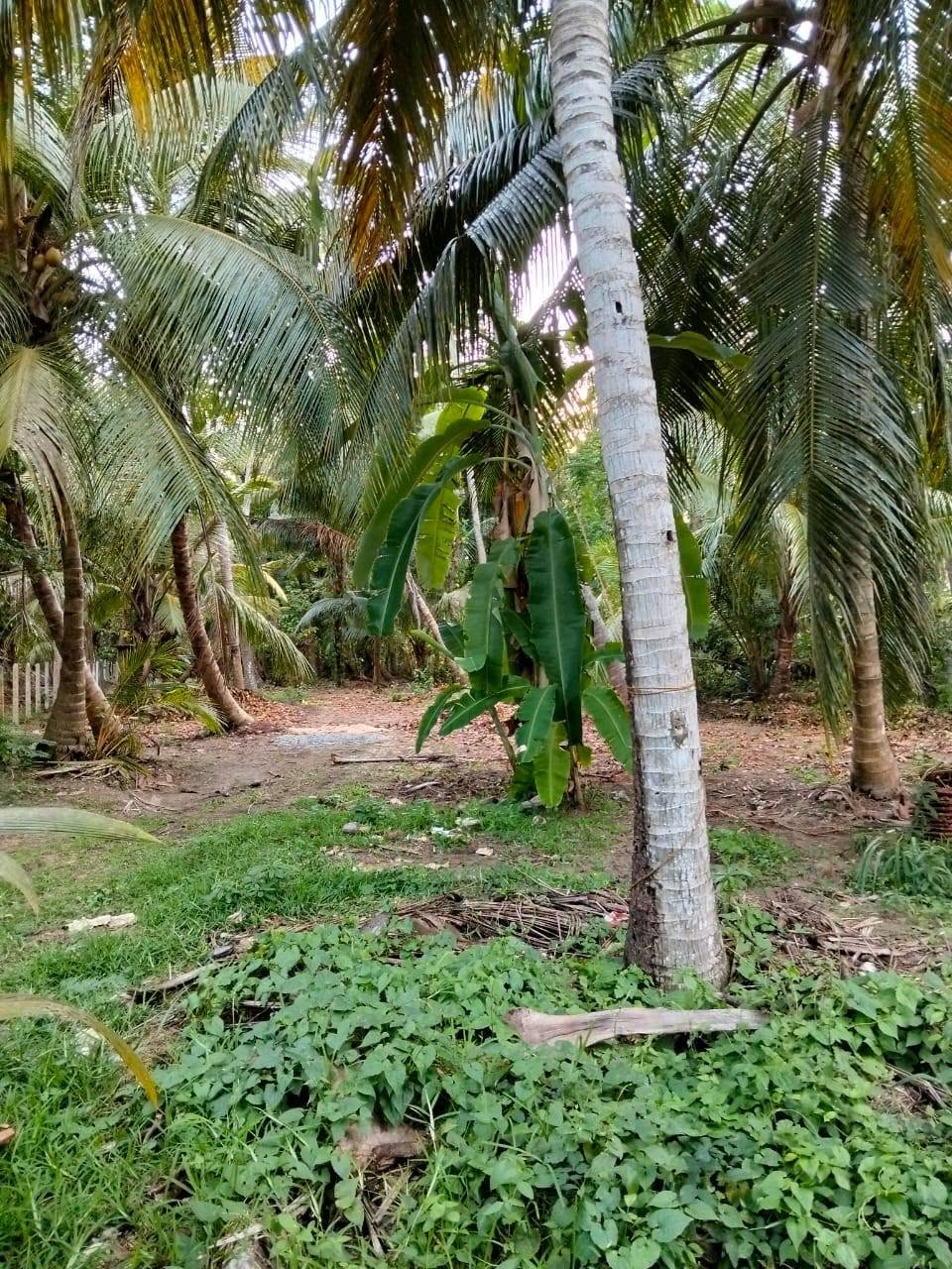 මාරවිල කුරුසපල්ලිය පාරේ පිහිටි පර්චස් 62ක් වන මෙම අගනා පොල් ඉඩම විකිනීමට ඇත සියලු පහසුකම් සහිතයි.