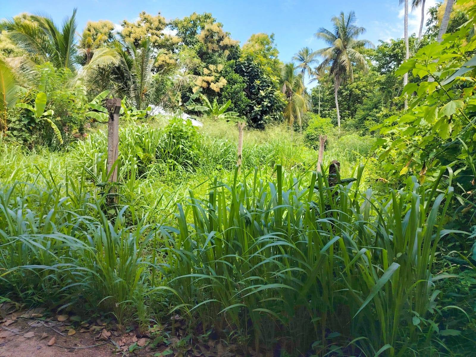 පර්චස් 15 ඉඩම for sale.