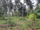 සරුසාර ආයෝජනයක් සාරවත් පොල් ඉඩමක්..