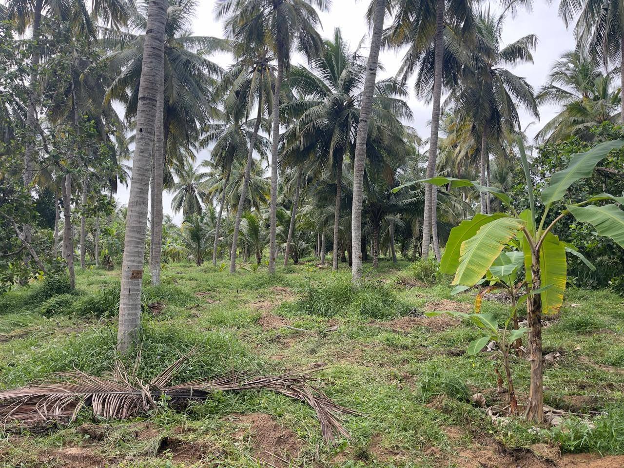සරුසාර ආයෝජනයක් සාරවත් පොල් ඉඩමක්..