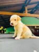 Labbrado puppies