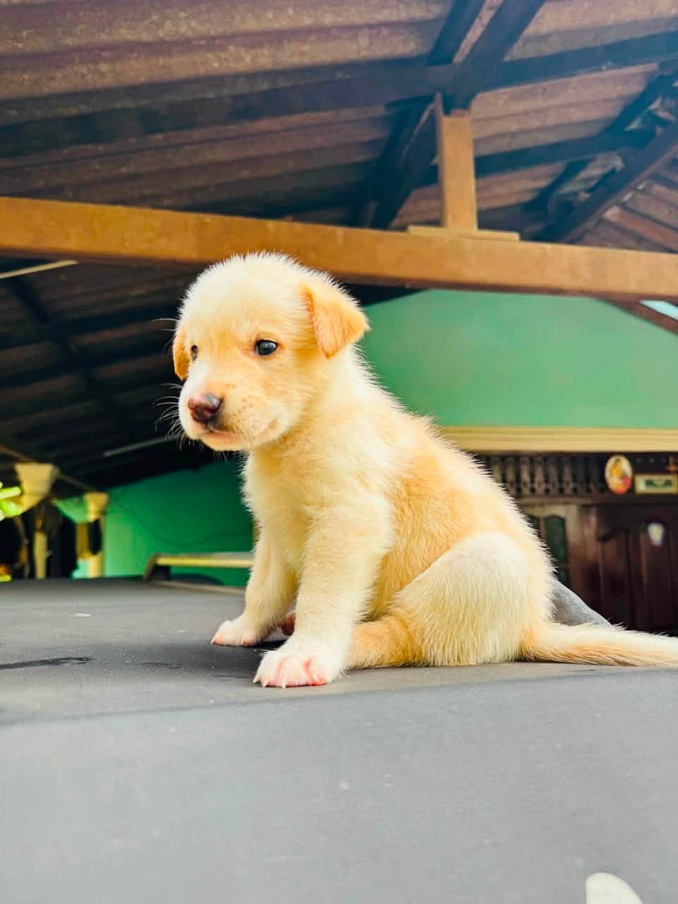 Labbrado puppies