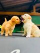 Labbrado puppies