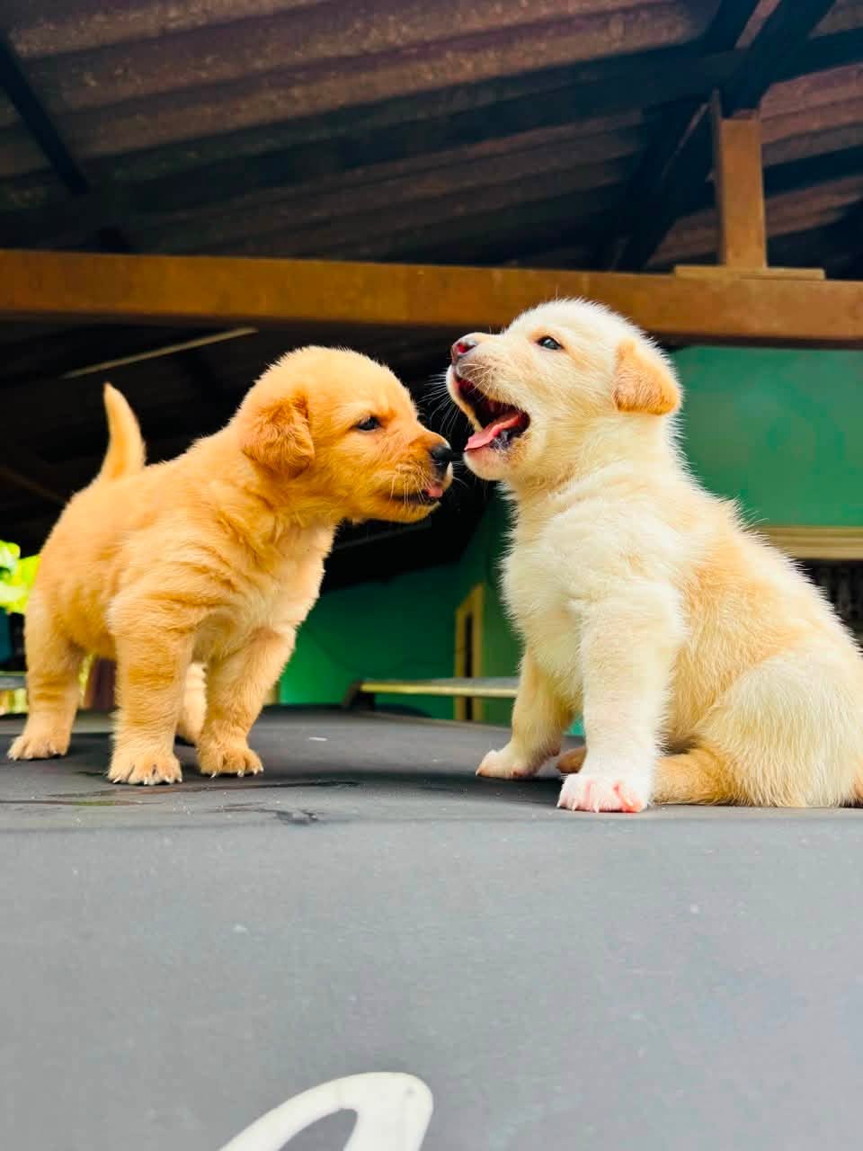 Labbrado puppies