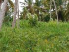 කුලියාපිටිය වයඹ විශ්වවිද්‍යාලය පිටුපස ගේට්ටුව අසල සිට මීටර් 700 දුරින් පිහිටි ඉඩමක් විකිණීමට ඇත.