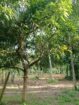 land for sale in negombo Godigamuwa