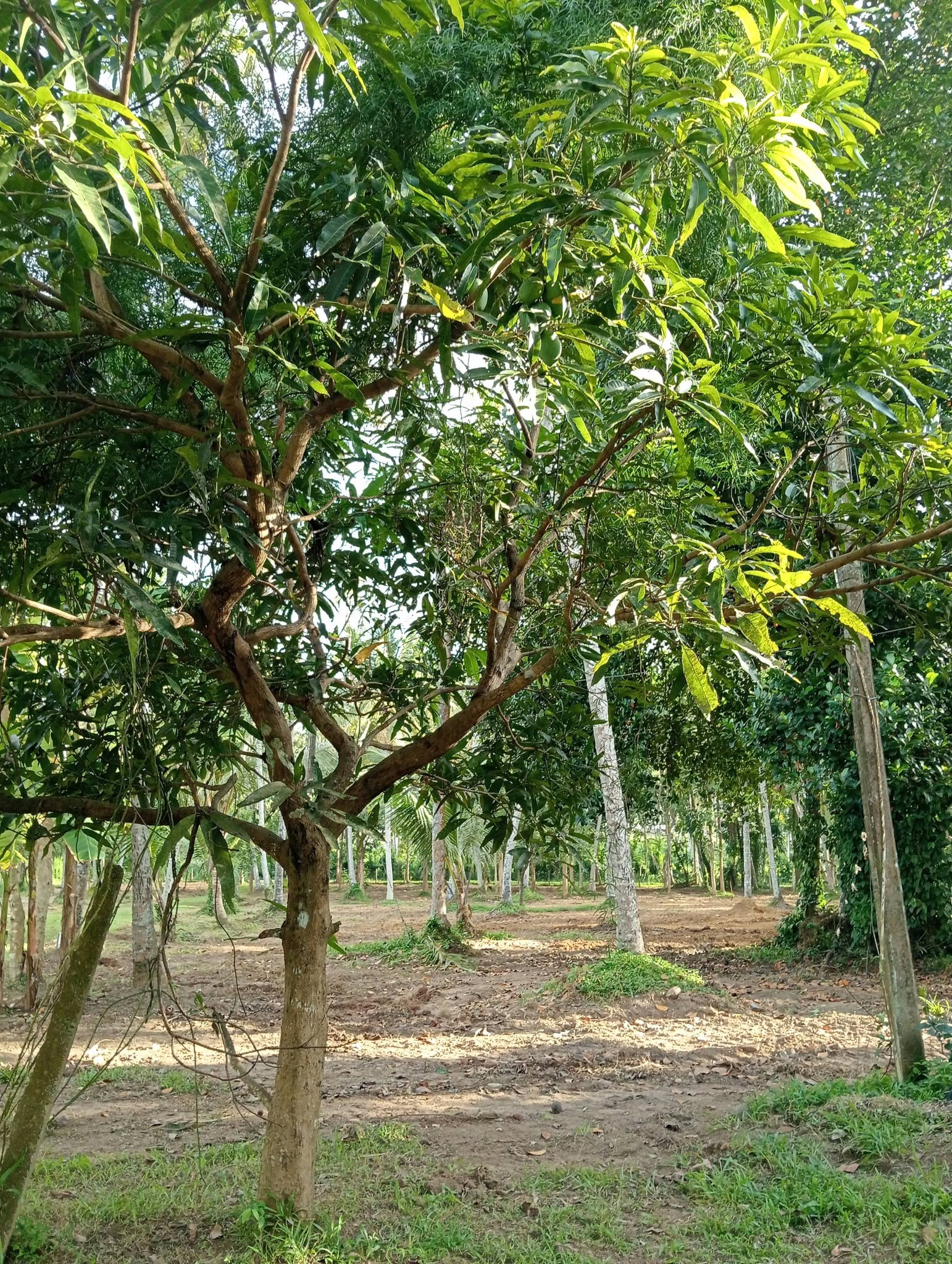 land for sale in negombo Godigamuwa