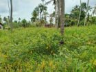 කුලියාපිටිය වයඹ විශ්වවිද්‍යාලය පිටුපස ගේට්ටුව අසල සිට මීටර් 700 දුරින් පිහිටි ඉඩමක් විකිණීමට ඇත.