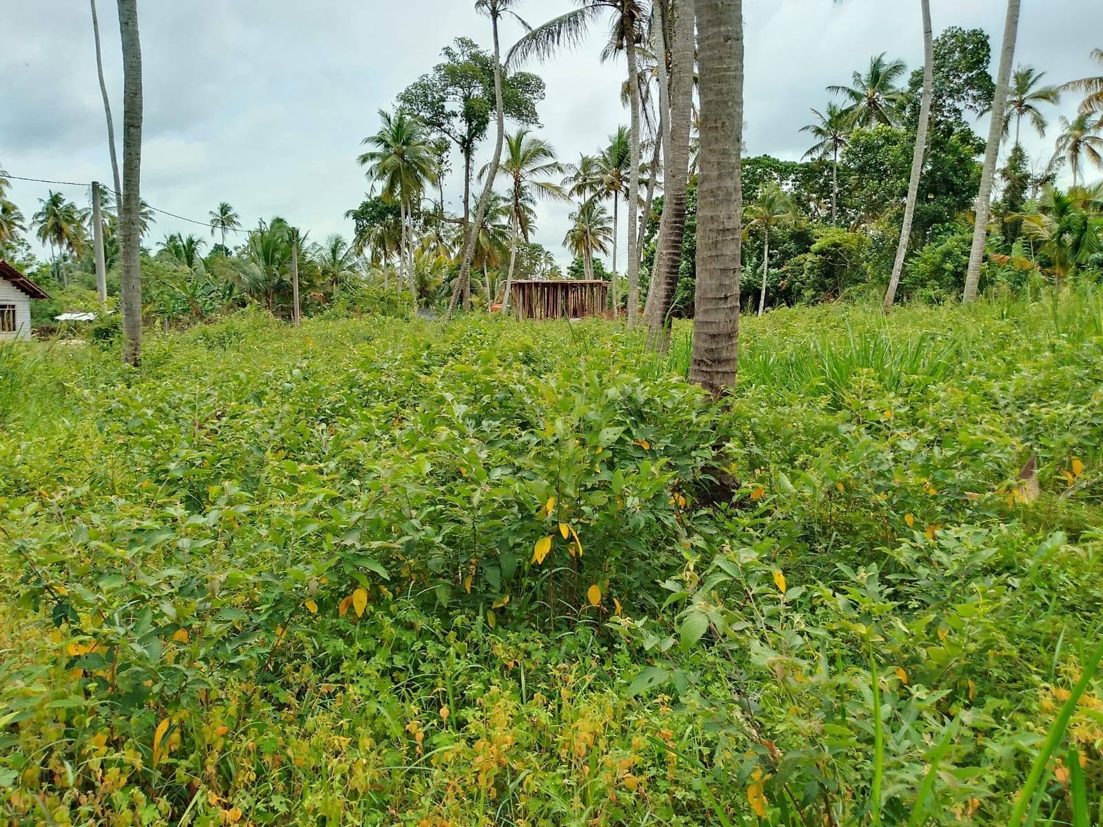 කුලියාපිටිය වයඹ විශ්වවිද්‍යාලය පිටුපස ගේට්ටුව අසල සිට මීටර් 700 දුරින් පිහිටි ඉඩමක් විකිණීමට ඇත.