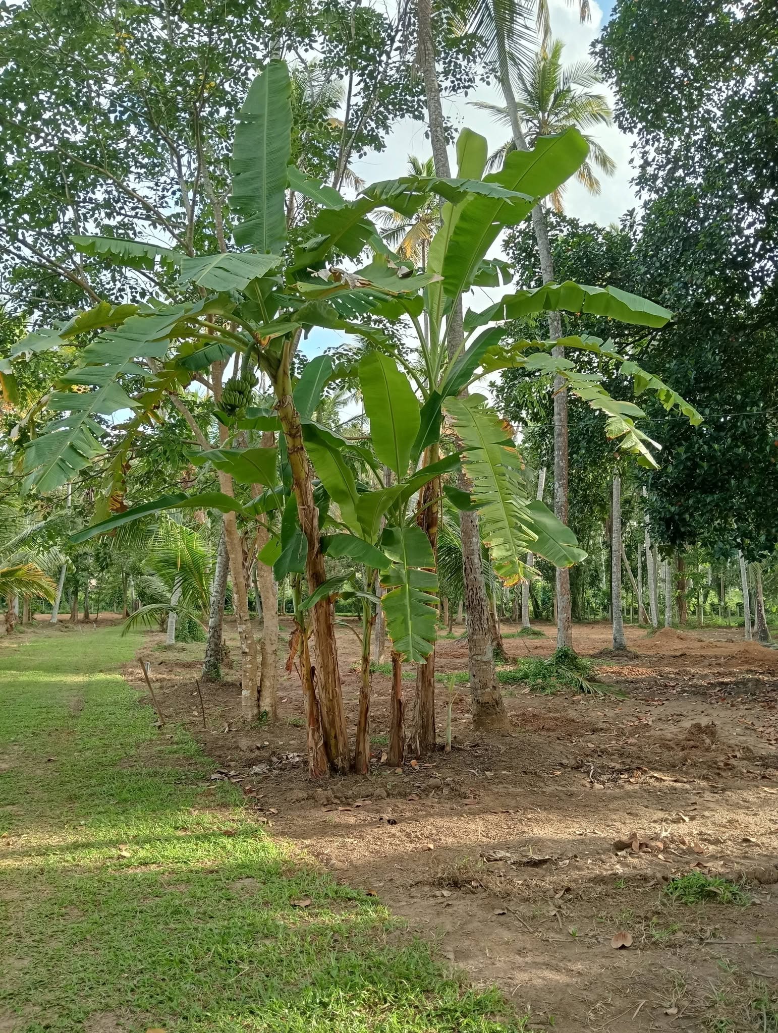 land for sale in negombo Godigamuwa