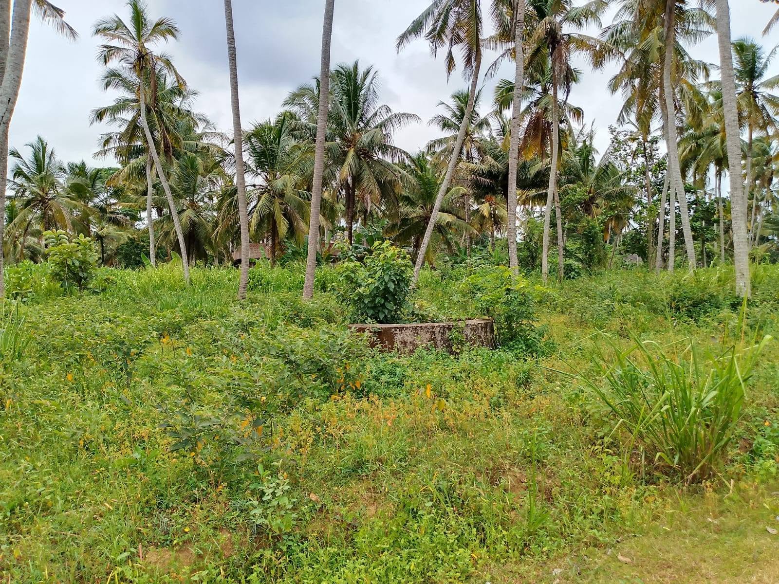 කුලියාපිටිය වයඹ විශ්වවිද්‍යාලය පිටුපස ගේට්ටුව අසල සිට මීටර් 700 දුරින් පිහිටි ඉඩමක් විකිණීමට ඇත.