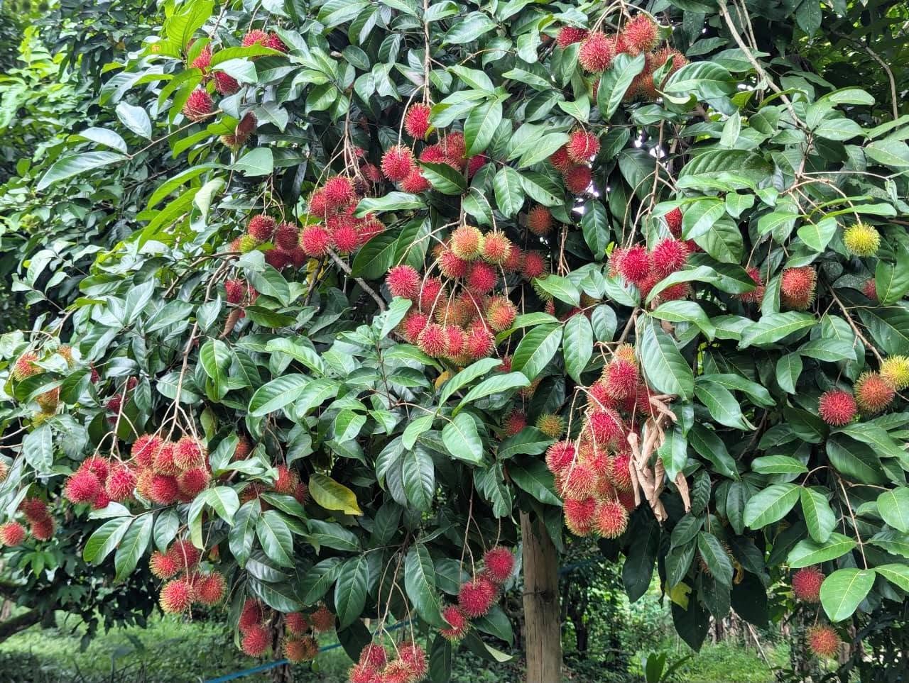 කඩුවෙල මල්වානෙන් ස්වාභාවික ආපදා වලින් තොර ආදායම් ලබන වටිනා පොල් අක්කරයක් විකිණීමට