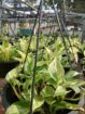 Money plant එල්ලෙන පෝච්චි විකිණීමට ඇත.