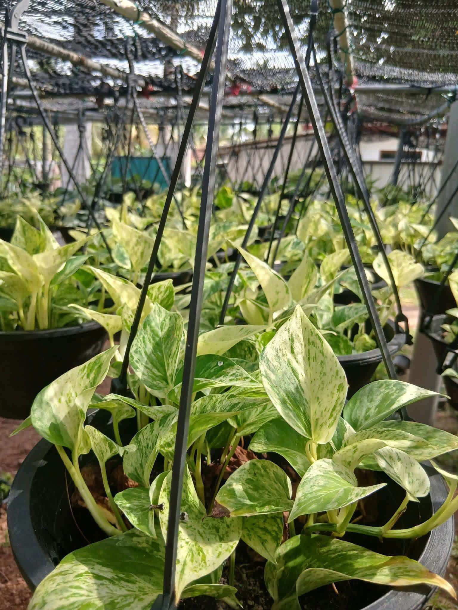 Money plant එල්ලෙන පෝච්චි විකිණීමට ඇත.
