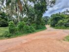 කඩුවෙල මල්වානෙන් ස්වාභාවික ආපදා වලින් තොර ආදායම් ලබන වටිනා පොල් අක්කරයක් විකිණීමට