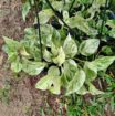 Money plant එල්ලෙන පෝච්චි විකිණීමට ඇත.