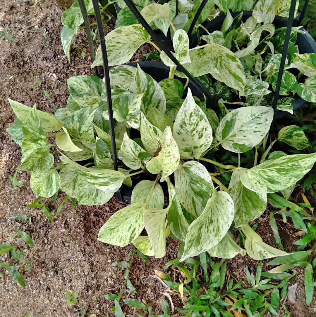 Money plant එල්ලෙන පෝච්චි විකිණීමට ඇත.