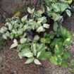 Money plant එල්ලෙන පෝච්චි විකිණීමට ඇත.