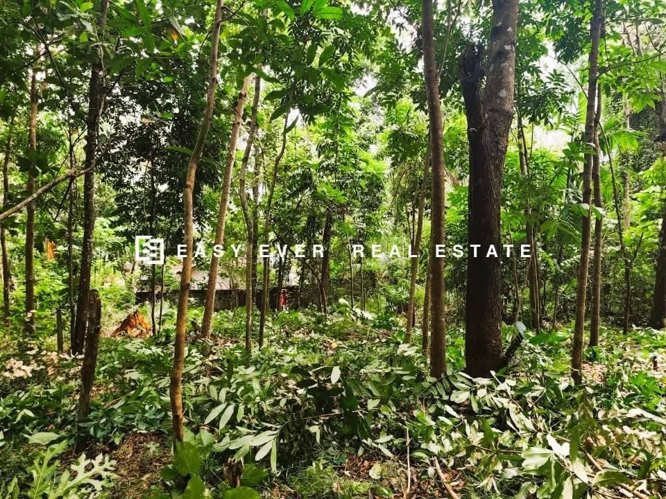 මීරිගම නගරයෙන් වටින මිලකට මහෝගනී ගස් රාශියක් සහිත පර්චස් 40 ක ඉඩමක් විකිණීමට! 
