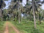 සරුසාර ආයෝජනයක් සාරවත් පොල් ඉඩමක්..