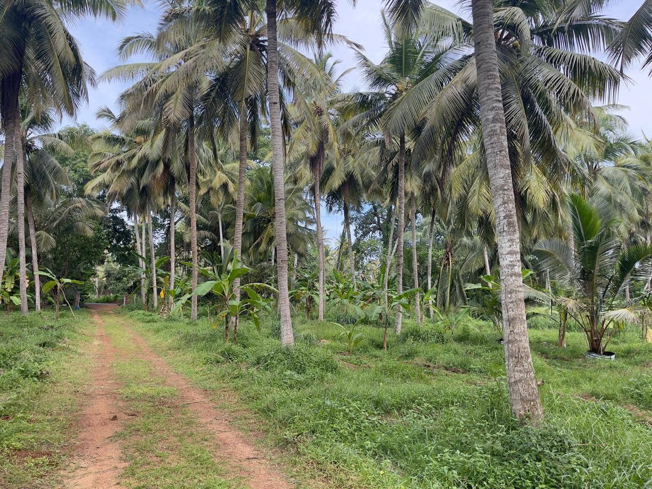 සරුසාර ආයෝජනයක් සාරවත් පොල් ඉඩමක්..