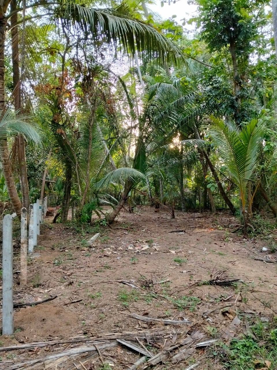 මාරවිල කුරුසපල්ලිය පාරේ පිහිටි පර්චස් 62ක් වන මෙම අගනා පොල් ඉඩම විකිනීමට ඇත සියලු පහසුකම් සහිතයි.
