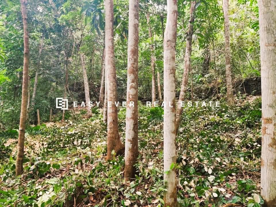 මීරිගම නගරයෙන් වටින මිලකට මහෝගනී ගස් රාශියක් සහිත පර්චස් 40 ක ඉඩමක් විකිණීමට! 