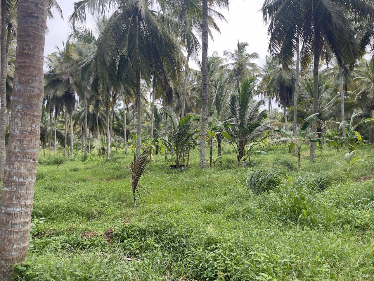 සරුසාර ආයෝජනයක් සාරවත් පොල් ඉඩමක්..