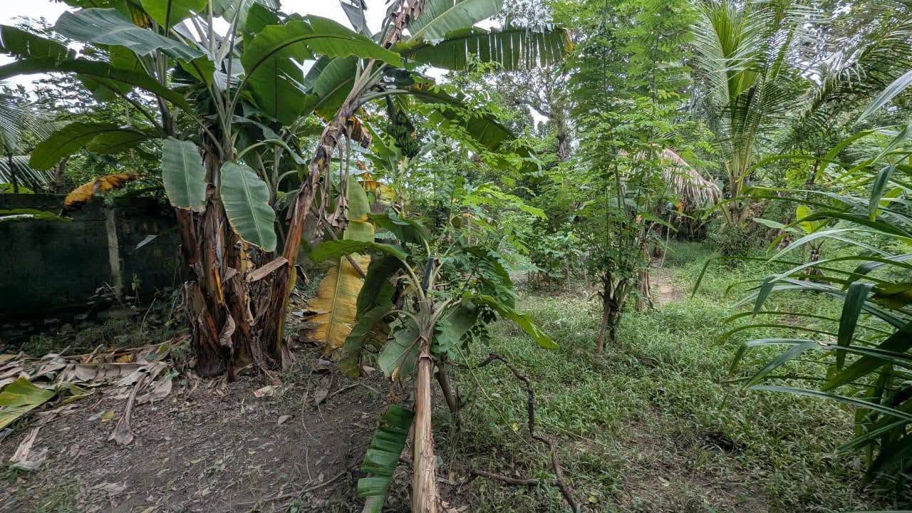 ගම්පහ – ඉඳිගොල්ලෙන් වටිනා බිම් කොටසක් විකිණීමට!