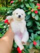 japanese Spitz