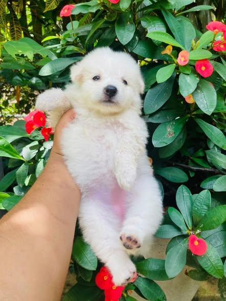 japanese Spitz