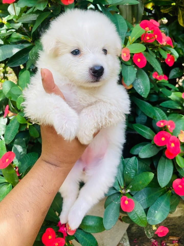 japanese Spitz