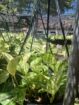 Money plant එල්ලෙන පෝච්චි විකිණීමට ඇත.