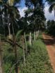 ගම්පහ,කිරිඳිවැල,අනුරගොඩ පර්චස් 96 පොල් ඉඩම