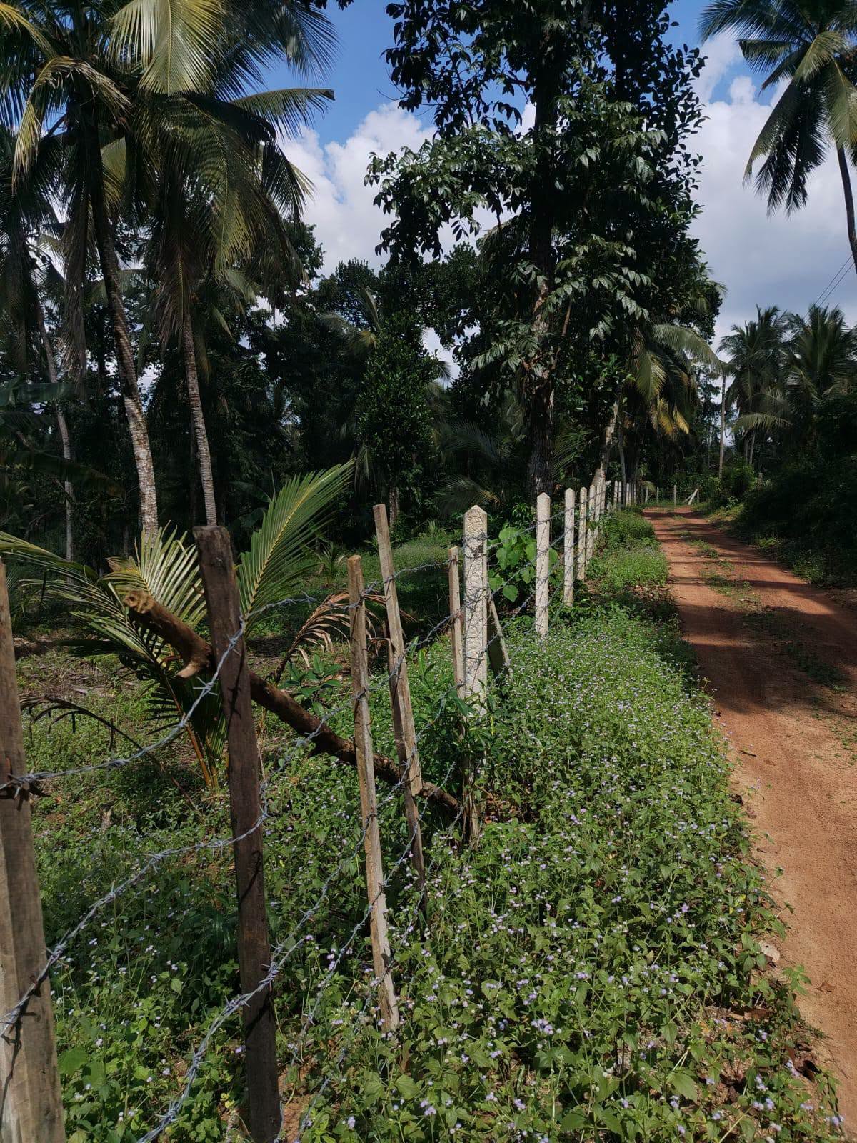 ගම්පහ,කිරිඳිවැල,අනුරගොඩ පර්චස් 96 පොල් ඉඩම