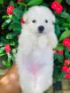 japanese Spitz
