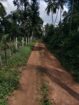 ගම්පහ,කිරිඳිවැල,අනුරගොඩ පර්චස් 96 පොල් ඉඩම