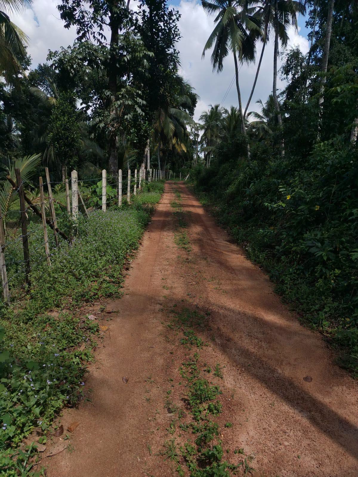 ගම්පහ,කිරිඳිවැල,අනුරගොඩ පර්චස් 96 පොල් ඉඩම
