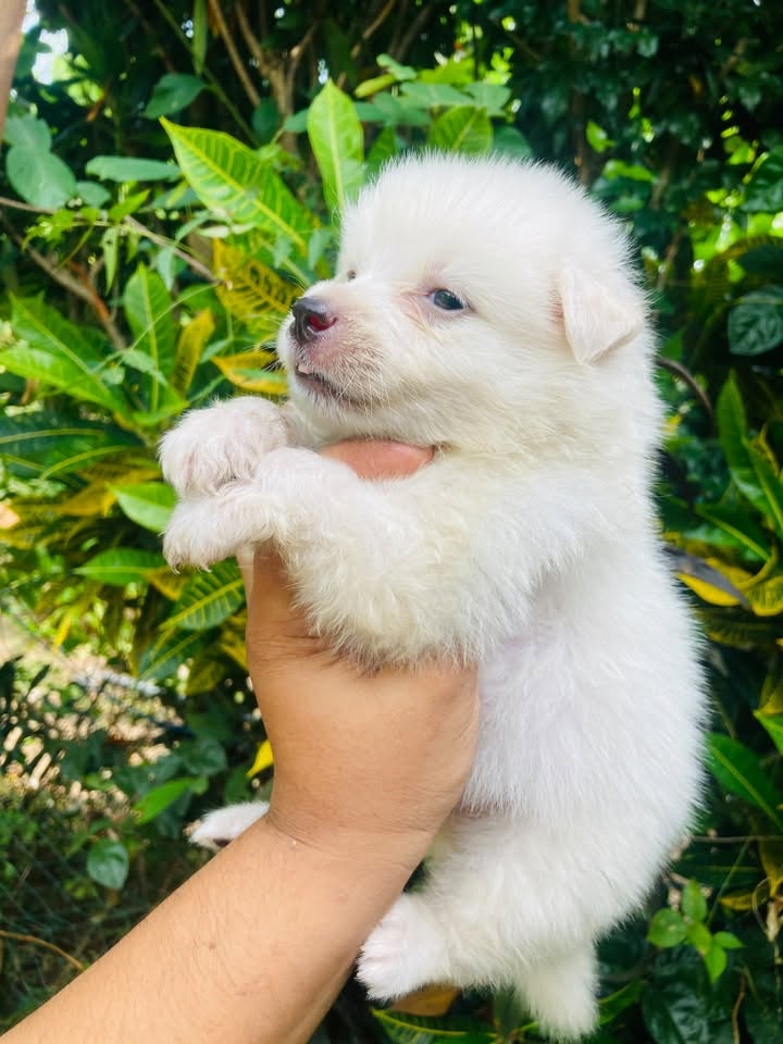 japanese Spitz