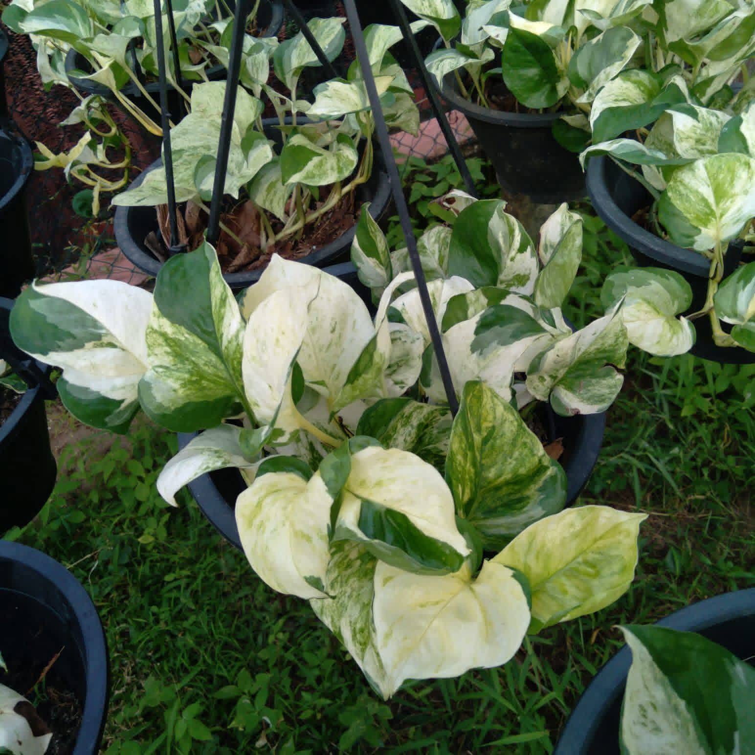 Money plant එල්ලෙන පෝච්චි විකිණීමට ඇත.
