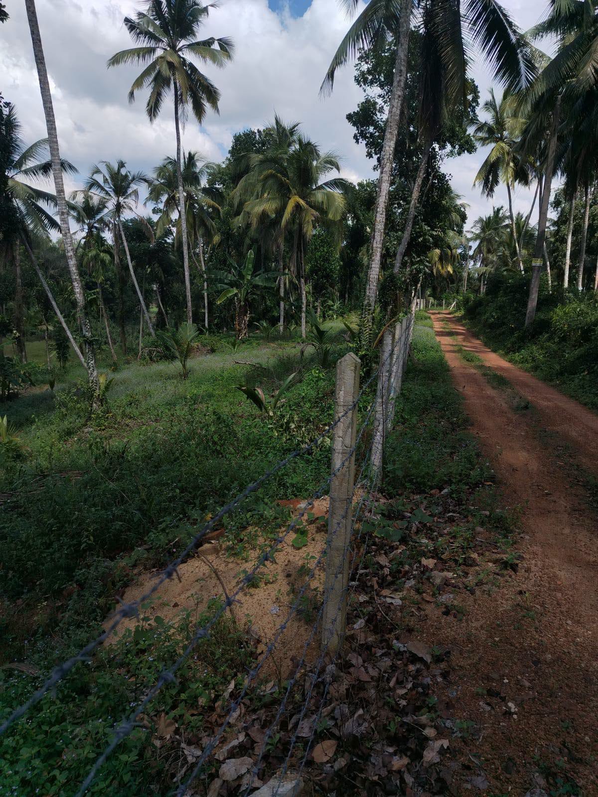 ගම්පහ,කිරිඳිවැල,අනුරගොඩ පර්චස් 96 පොල් ඉඩම