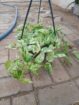 Money plant එල්ලෙන පෝච්චි විකිණීමට ඇත.
