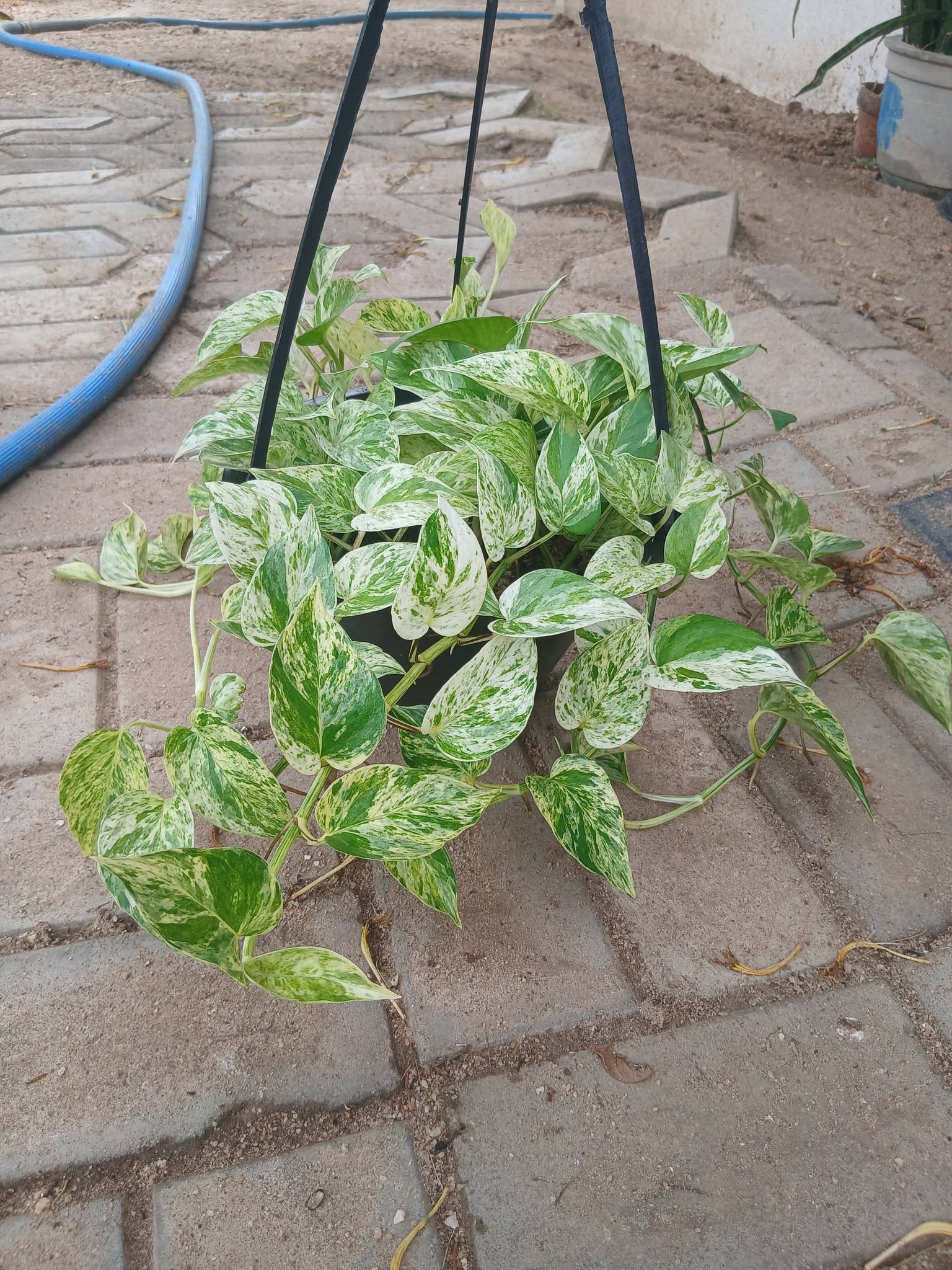 Money plant එල්ලෙන පෝච්චි විකිණීමට ඇත.