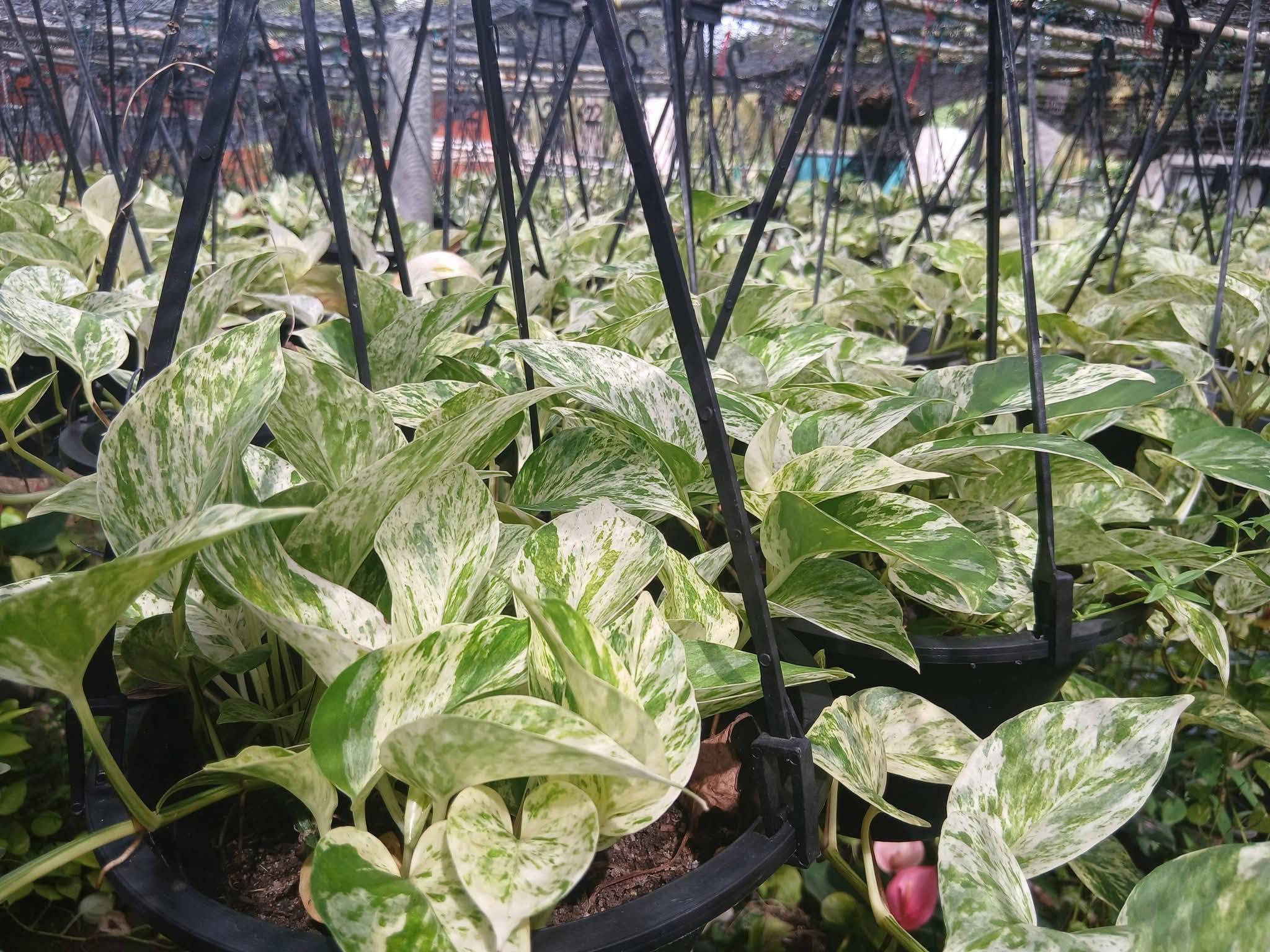 Money plant එල්ලෙන පෝච්චි විකිණීමට ඇත.